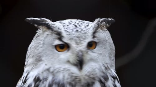 Extreme Close-Up of Owl Turning its Head