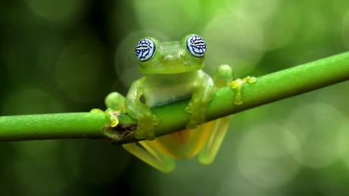 Glass Frog in its Natural Habitat in the Caribbean Forest