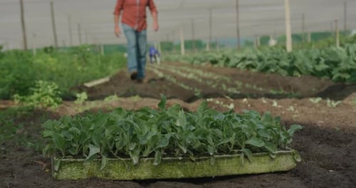 Mature man working on farm