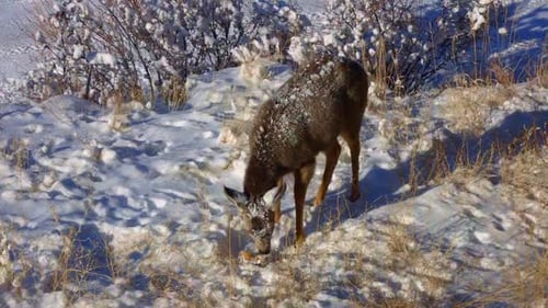 Fauve mule couvert de neige mangeant une citrouille pendant l'hiver au Colorado