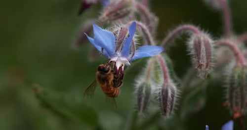 Bee Pollinating on a Delicate Blue Flower