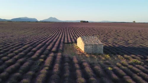 Plateau de Valensole in Provence France