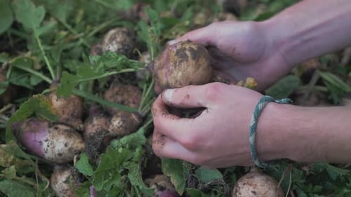 Frotter le navet biologique dans les mains