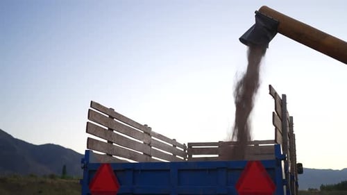 Combiner harvesting the wheat field