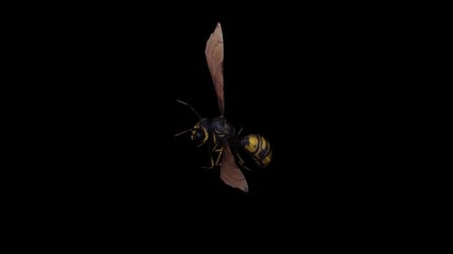 Wasp Fly Ansicht von oben