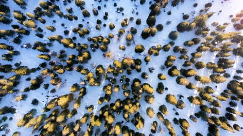Wild Pine Trees in winter Forest from the top