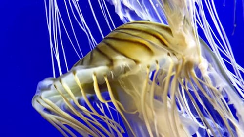 Jellyfish swimming in an aquarium