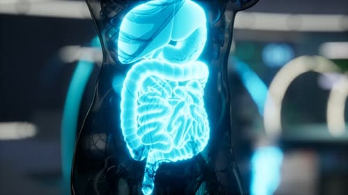 Glowing Human Digestive System Holographic Medical Scan