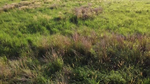 Fly over couch grass at green wild wetland.