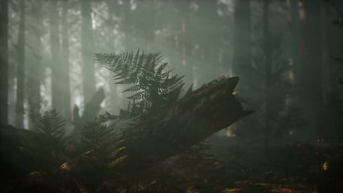 Matin avec brouillard dans le parc national de Sequoia
