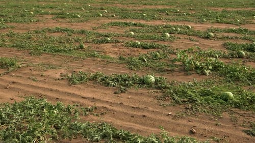 Watermelons Growing on the Farm Field
