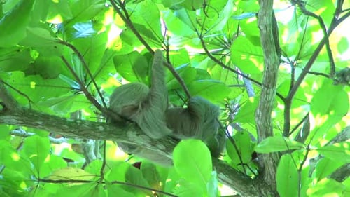 Sloth waking up