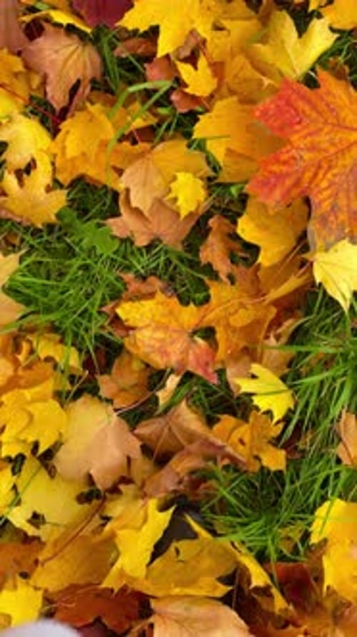 Legs Walk Over the Autumn Multicolored Maple Foliage