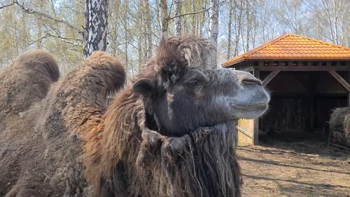 Porträt eines alten Kamels auf einem Bauernhof, Nahaufnahme