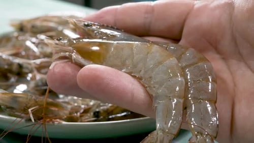 Hand Holds Fresh Raw Shrimp Close Up