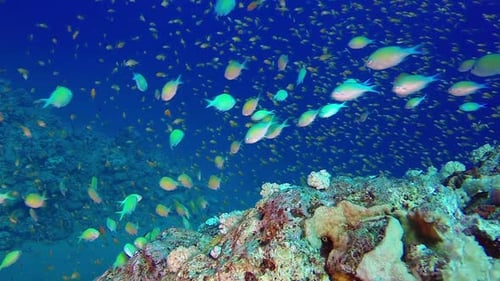 Underwater Colorful Fishes