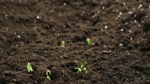 Plant Timelapse