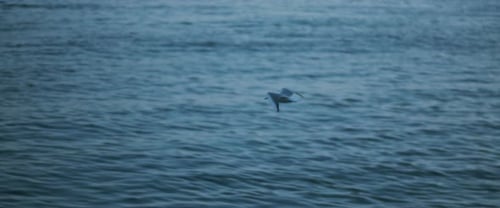 Seagulls flying against the blue ocean water, slow motion.