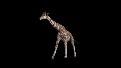 Giraffen-Gehfront