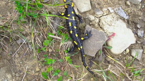 Fire Salamander Crawling Through Forest Ground
