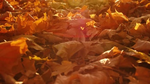 Maple Leaves Ground Autumn Park
