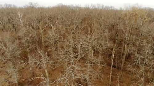 Dry Branches of Bare Trees, Aerial View. Nature Goes To Winter