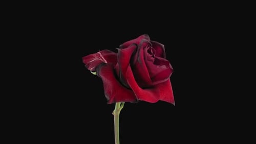 Close up Time Lapse of a Wilting Red Rose