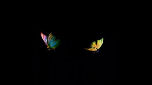 2 Rainbow Butterflies - Flying Loop - Alpha Channel