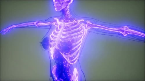 3D Holographic Scan of Female Skeleton and Internal Organs