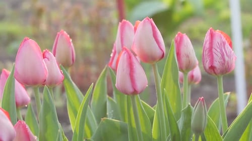Beautiful Spring Flowers
