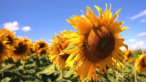 Closeup view of sunflowers. Sunflower field in a beautiful day. Agriculture. Taking sunflower