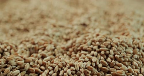 Pile of Wheat Grains on Wooden Surface