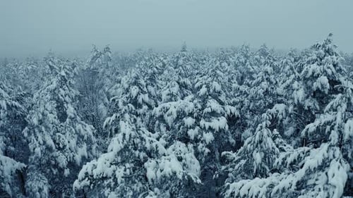 Drone Footage Snow Covered Trees Winter Nature Beautiful Europe Aerial View Pine Forest Travel