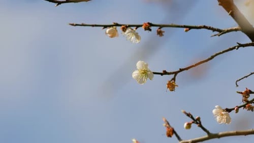 Apricot On Blue Sky