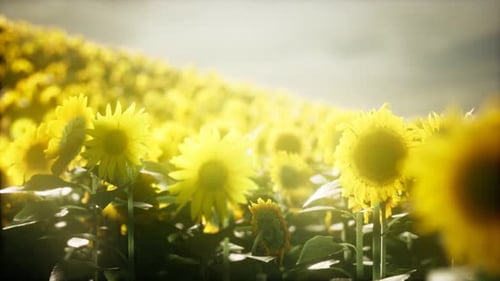 Sunflower Field on a Warm Summer Evening