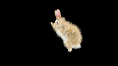 Fluffy Brown Rabbit Scratching Animation with Alpha Channel