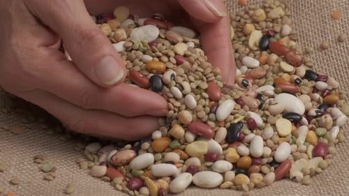 Manos dando legumbres mixtas de frijoles sobre fondo de yute a cámara lenta. Legumbres secas, lentejas, blancas y r