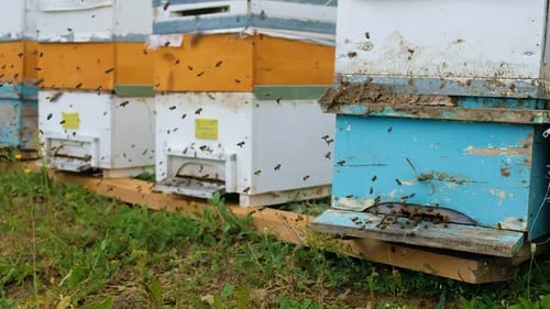Honey Bees