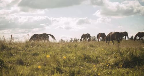Herd Of Wildhorses Grazing In Meadow
