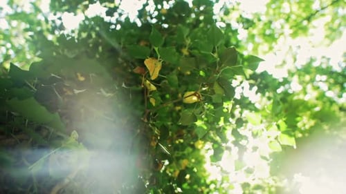 Sunlight Plays on Green Leaves