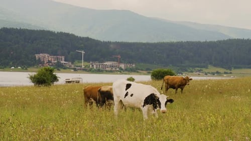Cows in A Meadow Eating Grass in Front of A Lake and Mountain