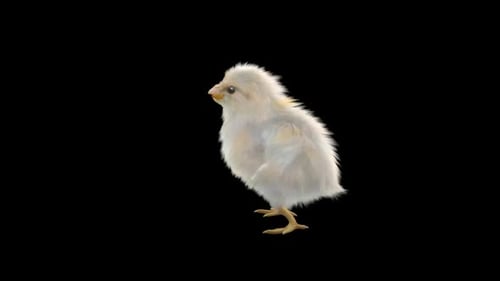 3D Animated Baby Chick Walking Cycle