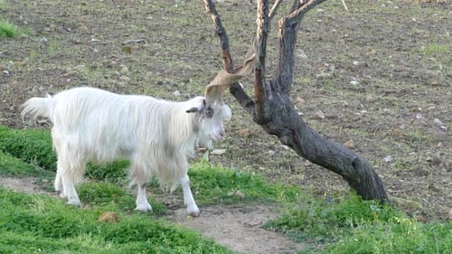 White Goat Standing Near Bare Tree