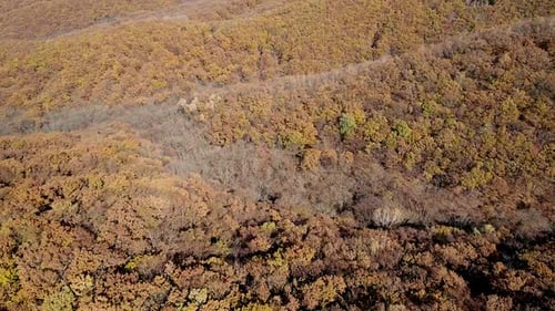 Aerial Shot of an Autumn Forest