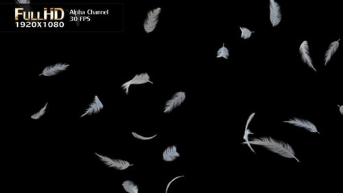 Floating Feathers Falling Slowly on Transparent Background