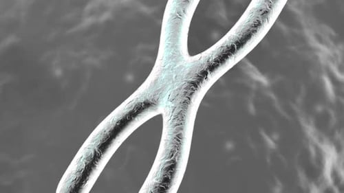 Animated Chromosome Splitting and Replication Loop
