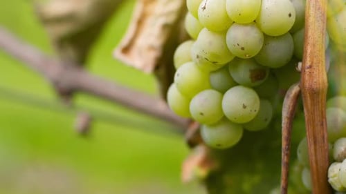 Bunch of Grapes on Vineyard at Vine Production Farm