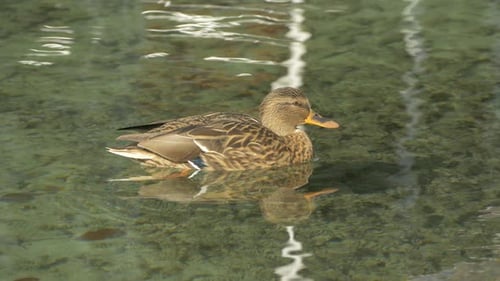 Duck swimming in a lake