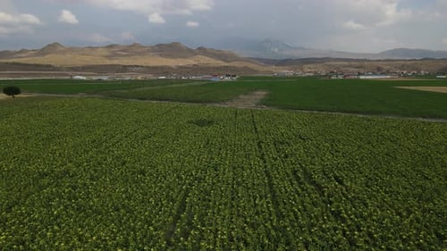 Sunflower Field