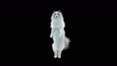 Katze Walking 4K
